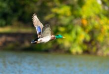 serenity of dal lake