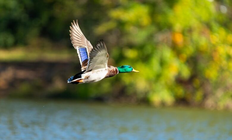 serenity of dal lake
